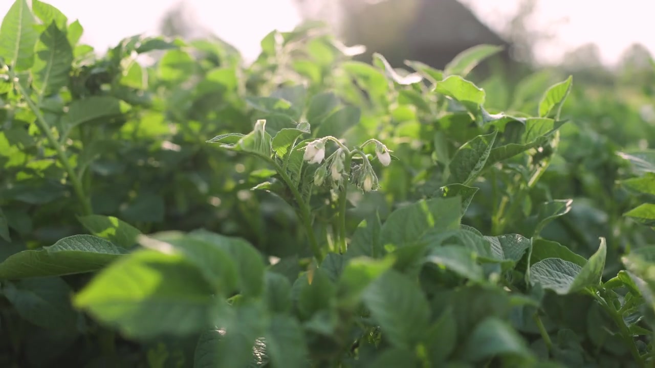 Potato plants flowering in warm evening light at Willock Farm